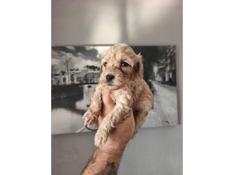 Maltipoo bebekleri