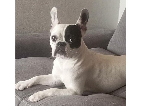 Ücretsiz sahiplendirme french bulldog köpeği