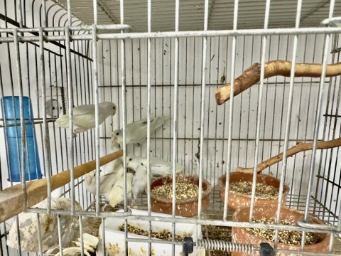 Yeni yeme düşmüş mutasyon forpus bebekler
