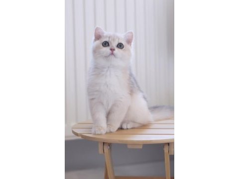 Safkan british shorthair ay12 dişi