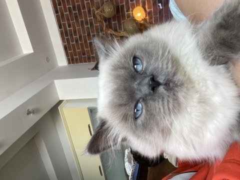 İzmir içi british longhair