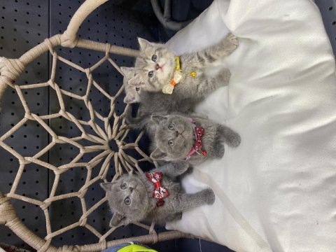 Güzel british shorthair bebekler