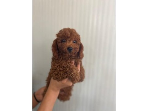 Red brown kore kan toy poodle