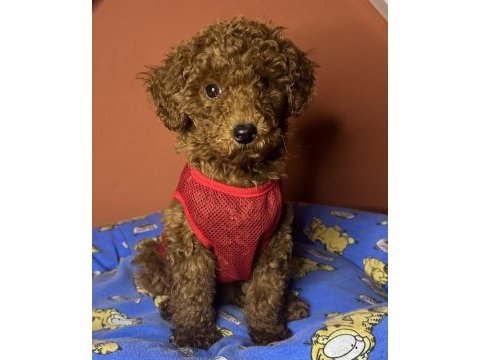 3 aylık toy poodle yavrumuz