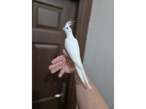 Mutasyon sultan papağanlar