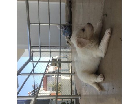 Maltipoo yavru 40 günlük