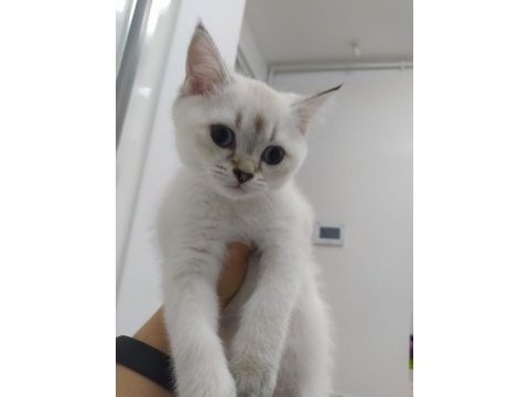 3 british shorthair afacan yuvalarını arıyor