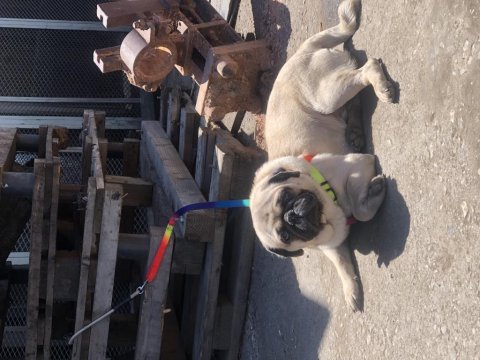 Eş pug yetişkin