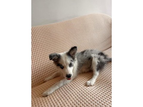 Blue merle border collie yavru