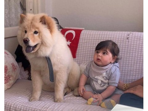 Çin aslanı bebeğimin alerjisi çıktığından