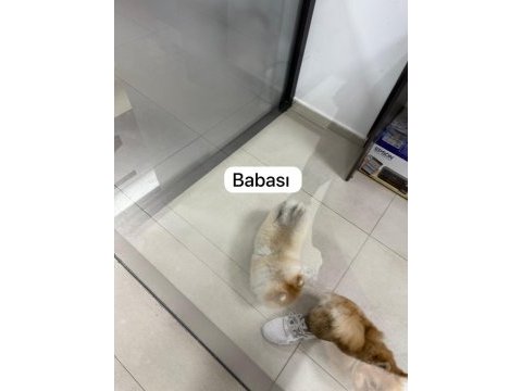 Ayı surat pomeranian boo