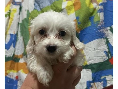 Yavru maltese terrier