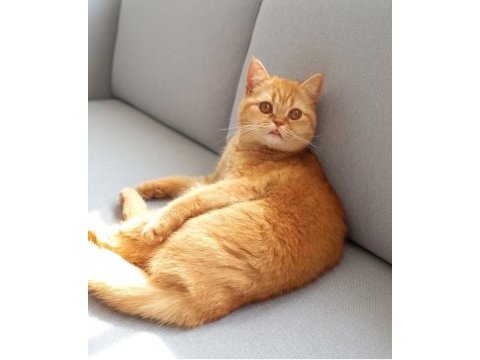 Yetişkin british shorthair red kısır dişi