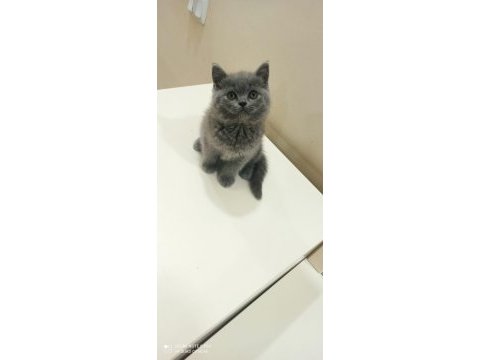 British shorthair 4 aylık yavru