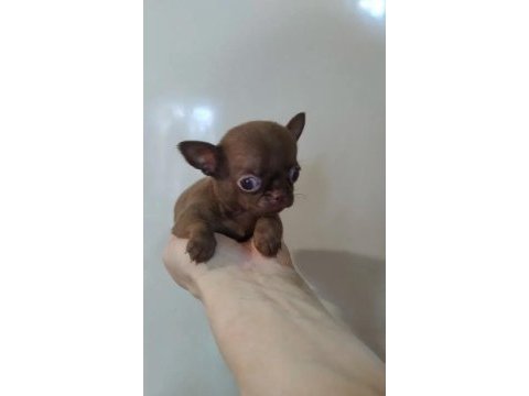Oyuncak gibi xxs çikolata chihuahua