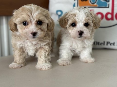 Ruhsatlı çiftlilde ziyarete açık kore tea cup maltipoo