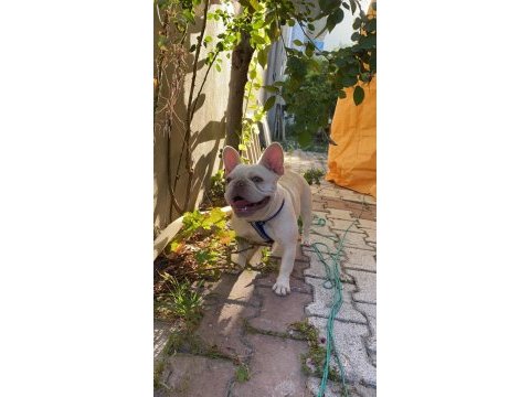 Lilac tan platinyum french bulldog dişimiz