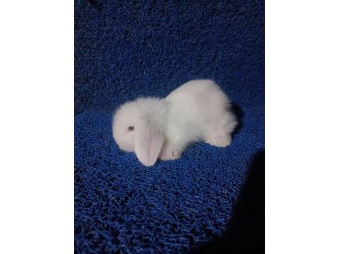 Safkan hollanda lop yavru tavşan