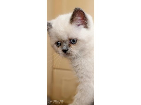 Blue point british shorthair