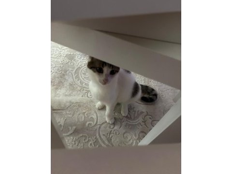 Aşıları tam ücretsiz sahiplendirilicek uysal kedidir