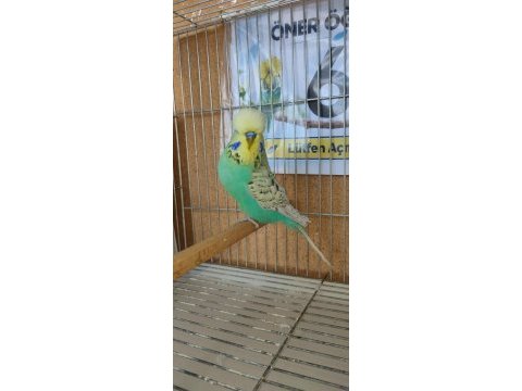 Yavru show jumbo muhabbet kuşlar