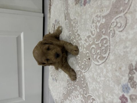 Maltipoo yavrular