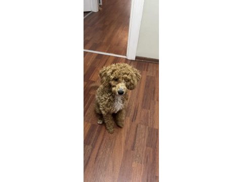 Güzel maltipoo kızımız izmir