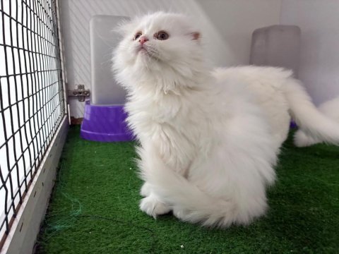 Irk ve sağlık garantili scottish fold