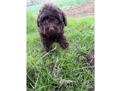 Brown korea kan erkek poodle