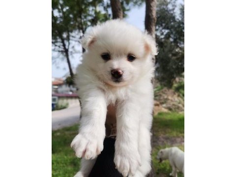 2 aylık pomeranian yavrular