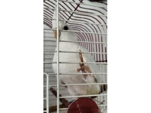 2 yaşında erkek sultan papağanı