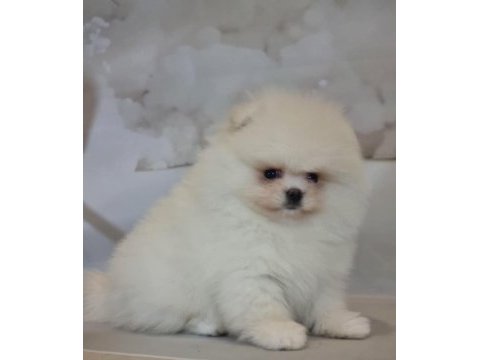 Show kalite pomeranian boo