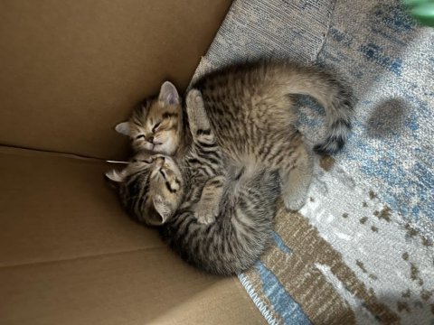Benzersiz 4 british shorthair yavrumuz