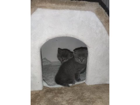 45 günlük yeni scottish fold bebişler yuva arıyor