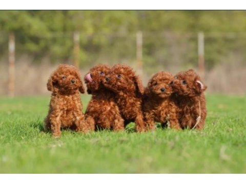 Irkının en güzeli toy poodle yavrular