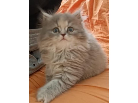 British longhair bal bebekler