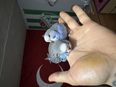 Jumbo kırığı muhabbet kuşu bebekler