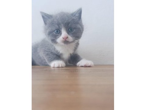 Show kalite scottish fold bebekler