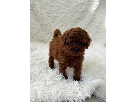 Biblo gibi poodle bebek