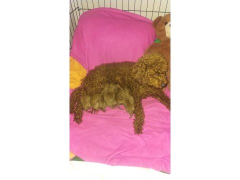 Dostunuz toy poodle