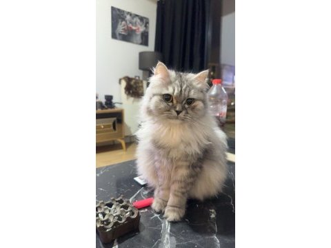 British longhair kedimiz