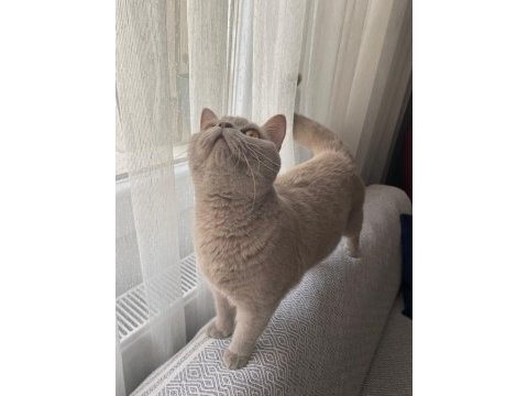 Acil satılık british shorthair