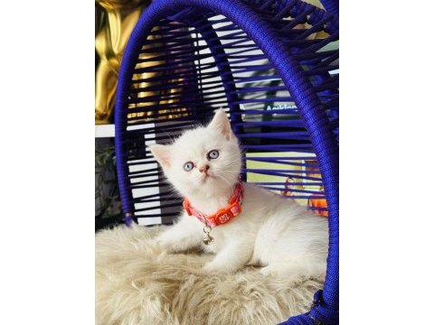 British shorthair blue point