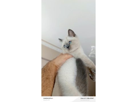 Blue point dişi british shorthair