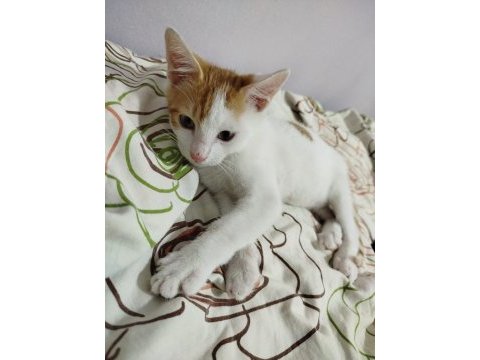 Bücür kedimize acil yuva arıyoruz