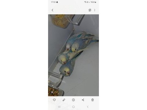 Iki adet dişi ve erkek muhabbet kuşu acil
