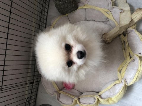 2 yaşında sağlıklı erkek pomeranian