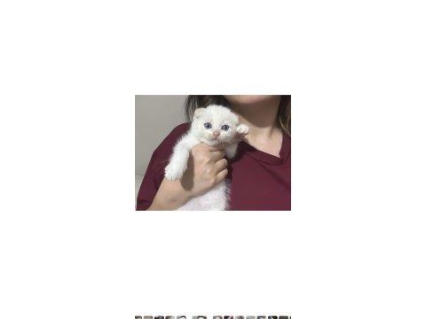 Scottish fold yavrular
