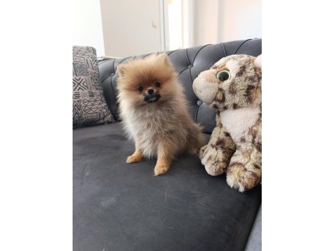 Irk garantılı tea cup pomeranian