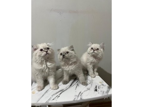 Point british longhair bebekler